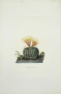 Echinocactus concinnus, sun cup