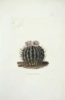 Caryophyllales Prints: Echinocactus coptonogonus, cactus