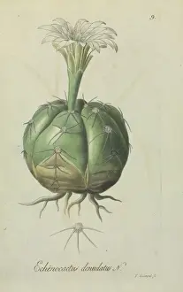Caryophyllales Prints: Echinocactus denudatus