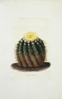 Cactus Prints: Echinocactus erinaceus, cactus