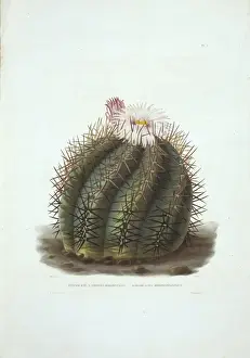 Caryophyllales Prints: Echinocactus horizonthalonius, devils head cactus