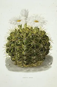 Caryophyllales Prints: Echinocactus monvillii, cactus