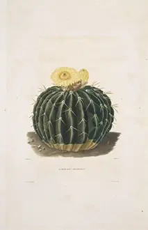 Caryophyllales Prints: Echinocactus sellowianus