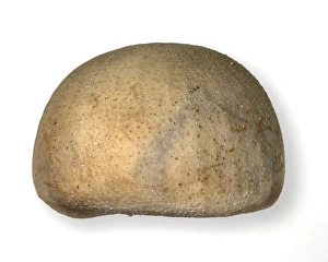 Images Dated 1st April 2004: Echinocorys scutata Leske, fairy loaf echinoid