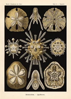 Echinoidea sea urchins