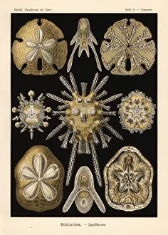 Glitsch Gallery: Echinoidea sea urchins