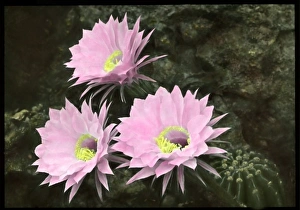 Spine Gallery: Echinopsis Multiplex