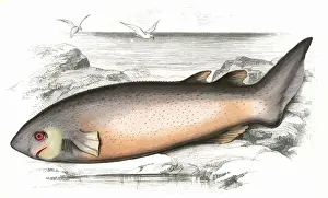 Sharks Prints: Echinorhinus brucus, or Spinous Shark