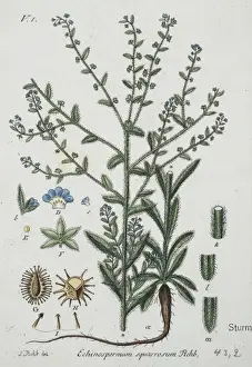 Spike Prints: Echinospermum squarrosum, stick-seed