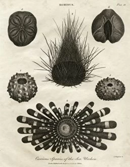 Images Dated 21st November 2011: Echinus, or Sea Urchin