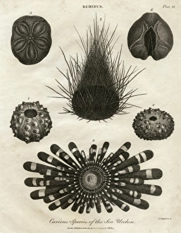 Images Dated 21st November 2011: Echinus, or Sea Urchin