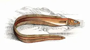 Drummond Prints: Echiodon dentatus, or Drummonds Echiodon
