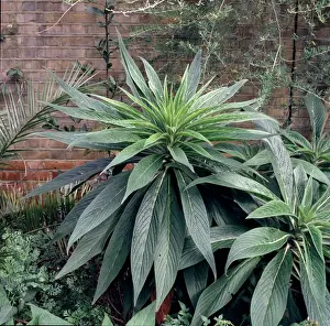 Specimen Prints: Echium pininana, tower of jewels
