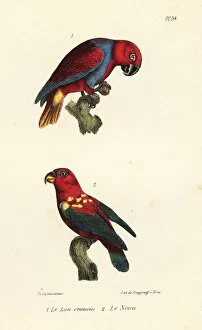 Oeuvres Collection: Eclectus parrot and chattering lory