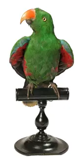 Perch Prints: Eclectus roratus, Eclectus parrot