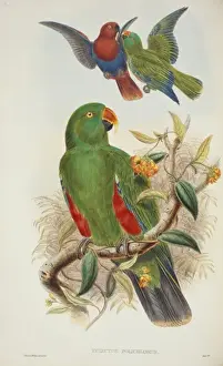 Eclectus roratus, eclectus parrot