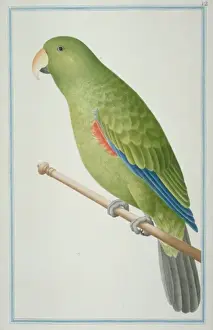 Eclectus roratus, eclectus parrot