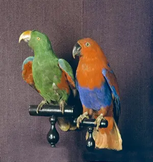 Eclectus roratus, eclectus parrot