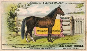 Eclipse Prints: The Eclipse Halter - Advertorial postcard