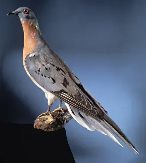 Perching Prints: Ectopistes migratoria, passenger pigeon