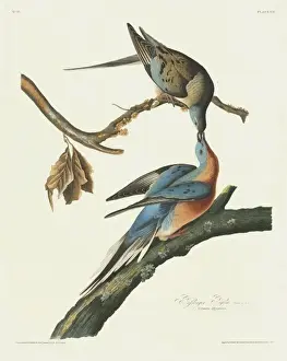 Ectopistes Prints: Ectopistes migratorius, passenger pigeon