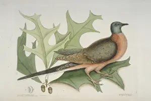 Ectopistes migratorius, passenger pigeon