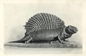 Paleontology Prints: Edaphosaurus (Naosaurus) from Permian strata of Texas