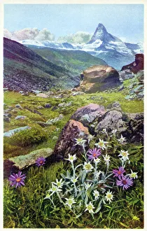 Cervin Prints: Edelweiss and Alpine Aster on the Fluhalpe near Zermatt