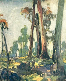 Stump Prints: The Edge Of The Bush