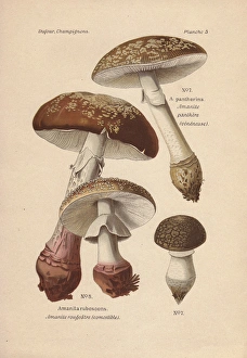 Amanita Gallery: Edible blusher, Amanita rubescens, and poisonous