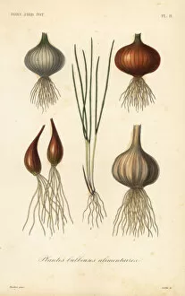 Allium Gallery: Edible bulbous plants