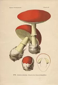 Amanita Gallery: Edible Caesars mushroom, Amanita caesarea