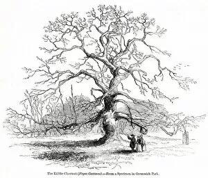 Chestnut Gallery: Edible chestnut tree, Fagus castanea
