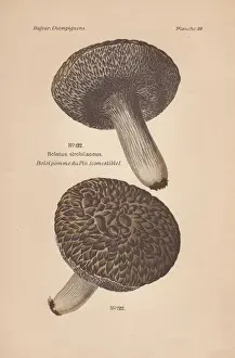Dufour Prints: Edible cone-like boletus mushroom, Strobilomyces