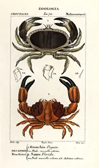 Images Dated 27th March 2020: Edible crab and furrowed crab