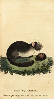 Rodent Prints: Edible dormouse or fat dormouse, Glis glis