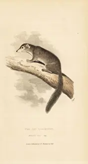 Edible dormouse, Glis glis