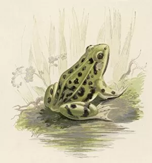 Rana Gallery: Edible Frog 19C