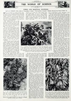 Edible and medicinal seaweeds, 1940