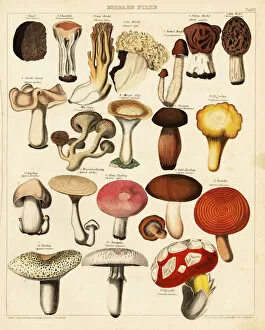 Caesars Collection: Edible mushroom and fungi varieties