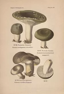 Edible mushroom, Russula virescens, and suspect