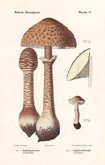 Fungus Prints: Edible parasol mushroom, Lepiota procera