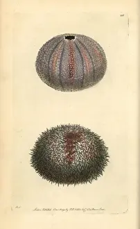 Echinus Prints: Edible sea urchin, Echinus esculentus