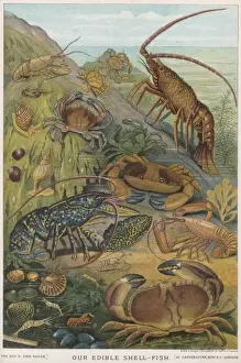 Edible Shellfish
