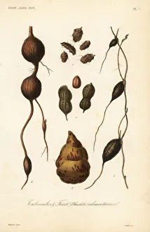 Groundnut Collection: Edible tubers and fruit, tubercules alimentaires