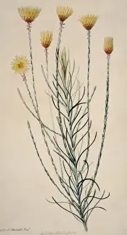 Potted Histories Prints: Edmondia sesamoides, everlasting