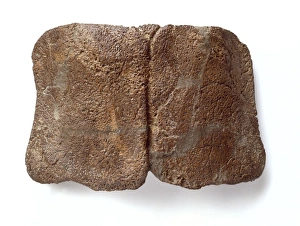 Campanian Collection: Edmontonia