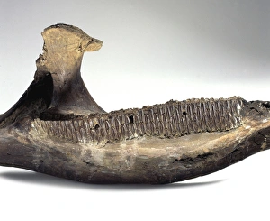 Hadrosauriformes Collection: Edmontosaurus
