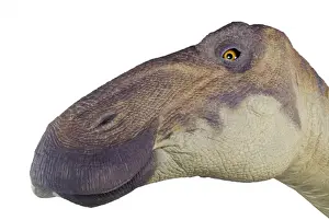 Edmontosaurus