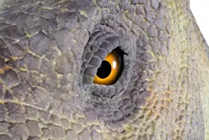 Edmontosaurus